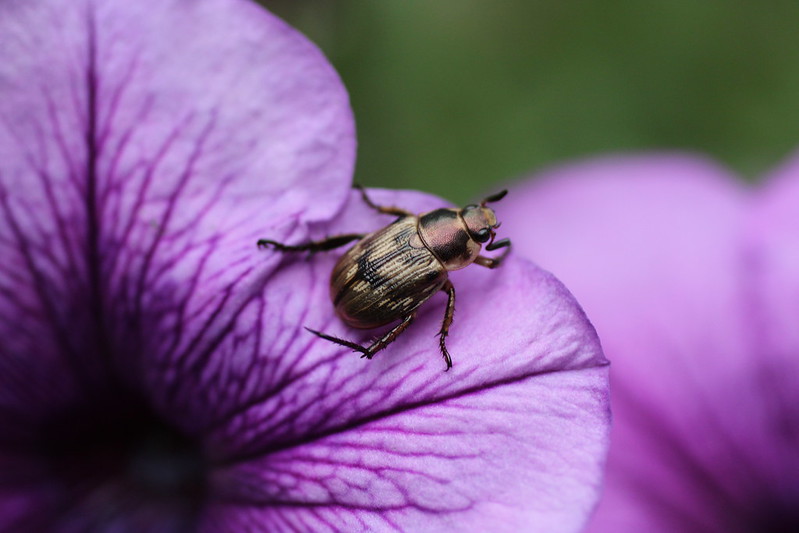 Bug on a flower
