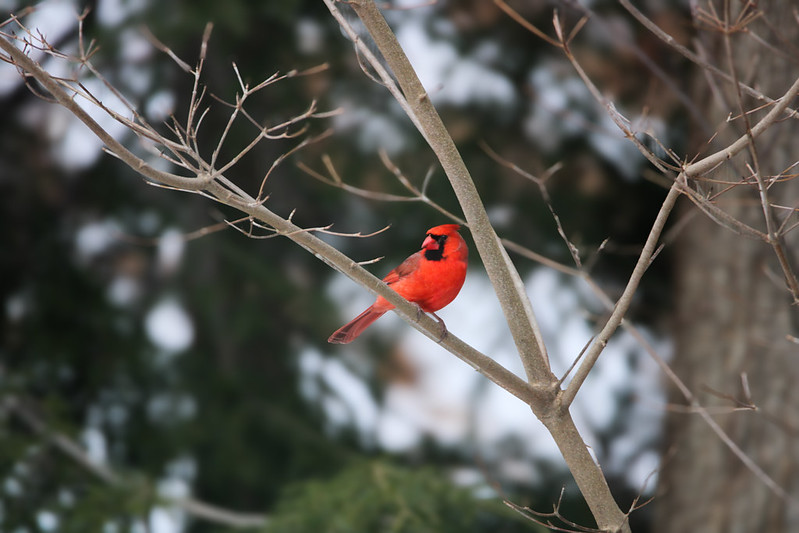 Cardinal in a tree